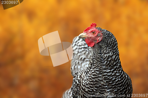 Image of big hen portrait in autumn setting