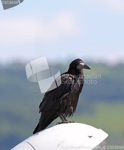 Image of black crow ( corvus frugilegus )