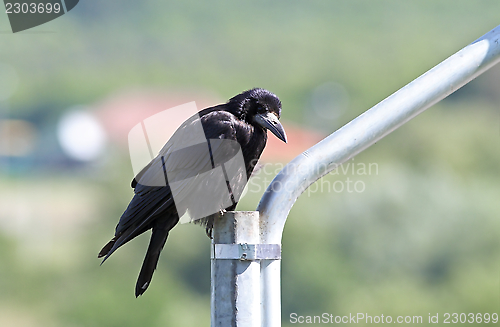 Image of black crow on a metal pillar