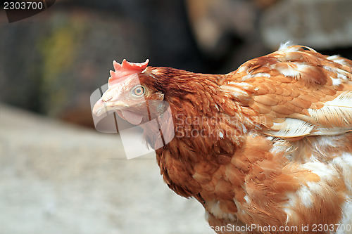 Image of brown hen portrait