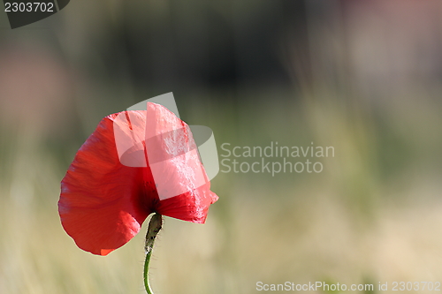 Image of colorful poppy detail with bokeh