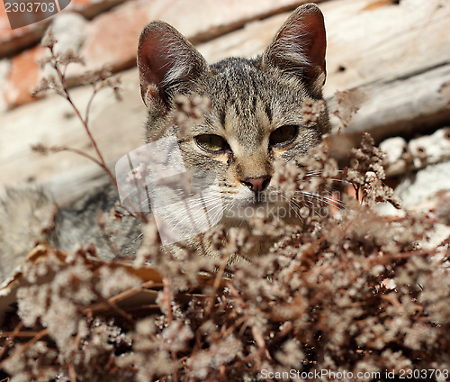 Image of curious kitty resting at noon