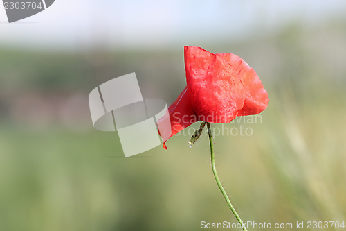 Image of detail of red poppy