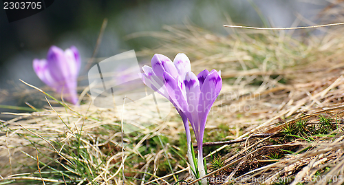 Image of detail of some crocuses