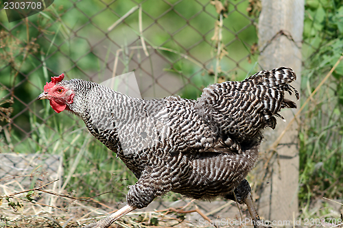 Image of hen running at the farm