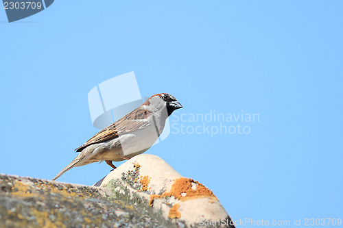 Image of house sparrow on roof