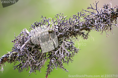 Image of lichen on an old spruce branch