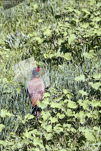 Image of male phasianus colchicus on the green meadow