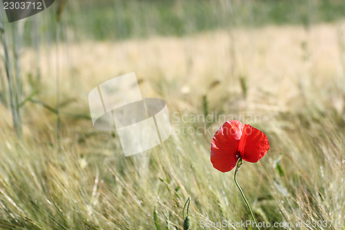 Image of minimalist view of a red poppy