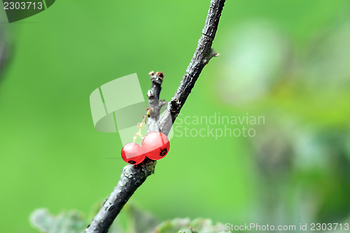 Image of minimalist view of redcurrant