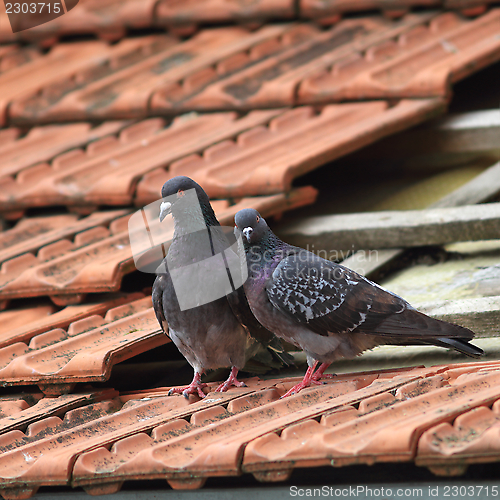 Image of pair of pigeons on roof
