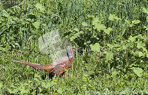 Image of pheasant cock in the summer field