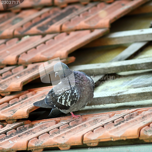 Image of pigeon +on a broken roof