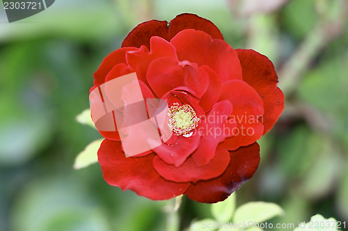Image of red rose in bloom