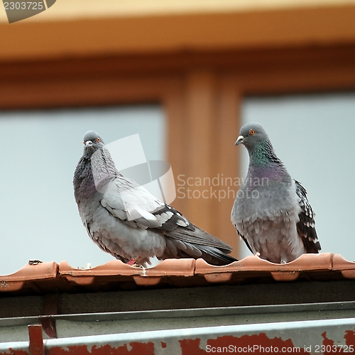 Image of two pigeons standing on roof