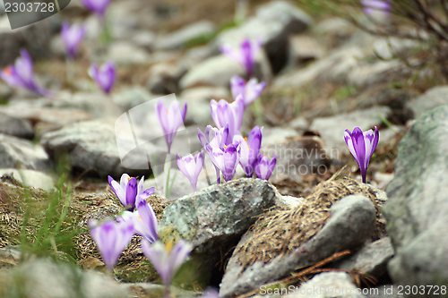 Image of wild flowers growing among stones in the mountain