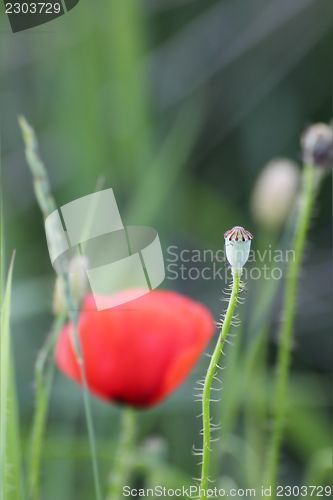 Image of wild poppy green capsule