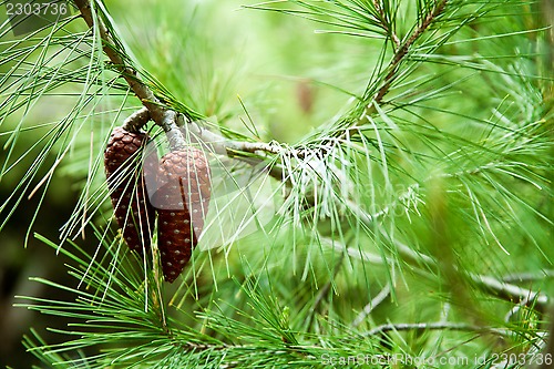 Image of pine cone and branches 
