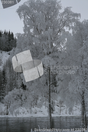 Image of Frosty tree