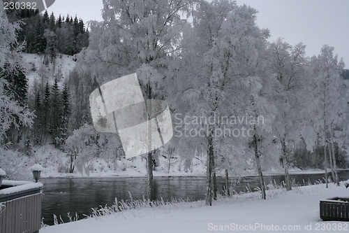 Image of Frosty trees