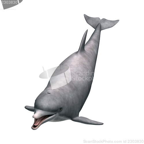 Image of Dolphin