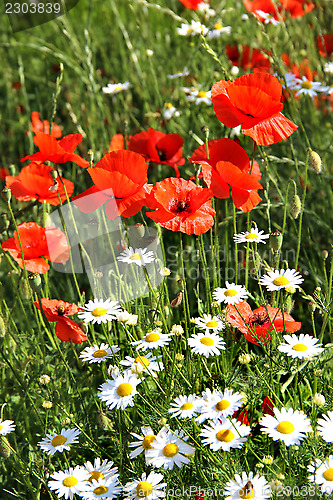 Image of Red poppy field