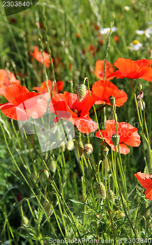 Image of Red poppy field