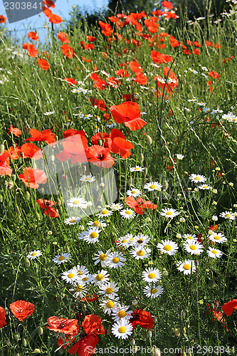 Image of Red poppy field