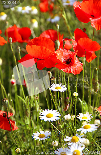 Image of Red poppy field