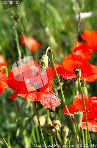 Image of Red poppy field