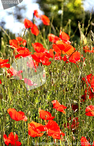 Image of Red poppy field