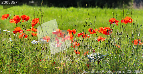 Image of Red poppy field with chamomiles