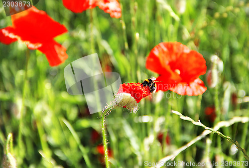 Image of Red poppy field