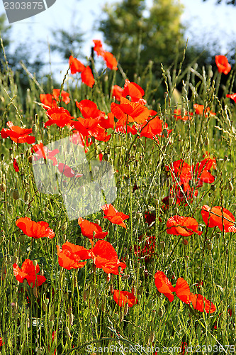 Image of Red poppy field