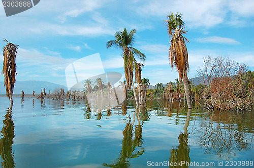 Image of ocean and palm