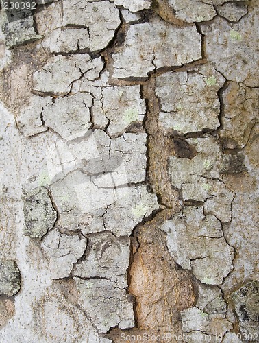 Image of Tree bark texture

