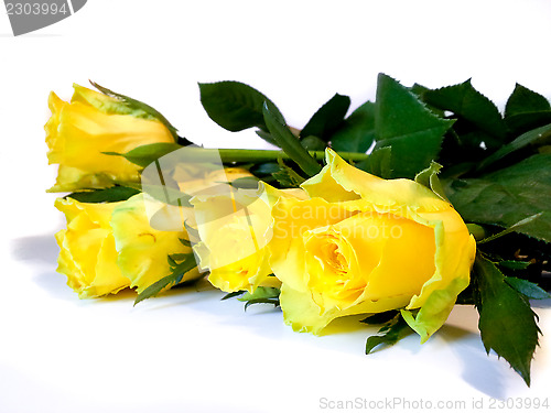 Image of Yellow roses