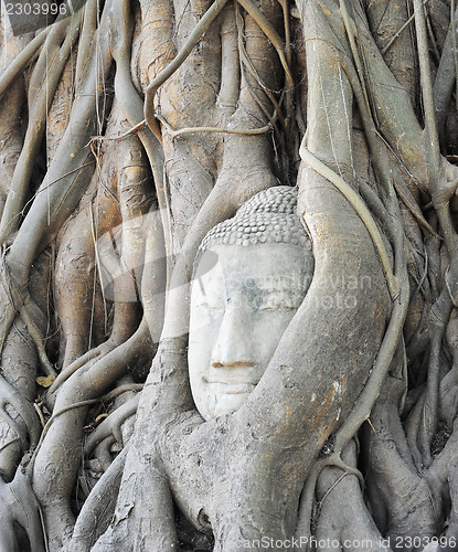 Image of Head of Buddha