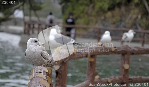 Image of Seagulls on a fence