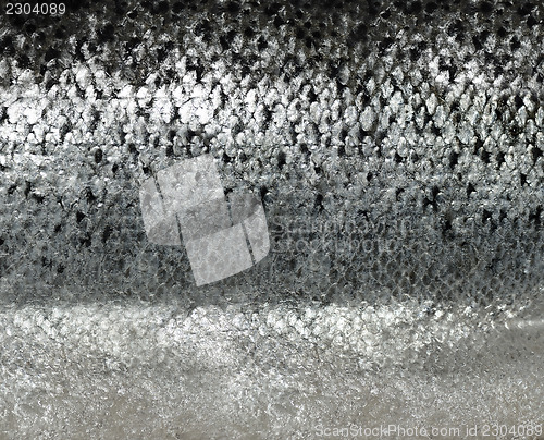 Image of Salmon Scales ,Close Up