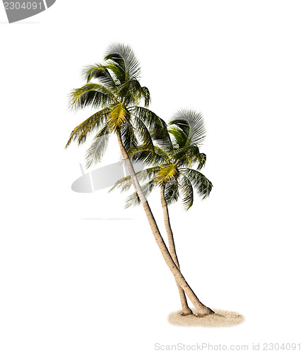 Image of Palm Trees Isolated