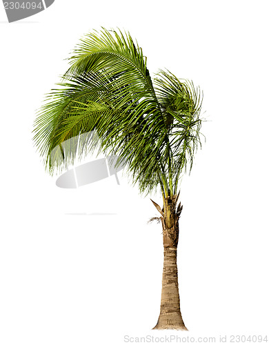 Image of Palm Tree Isolated