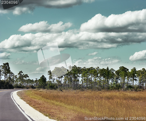 Image of Pine Forest 