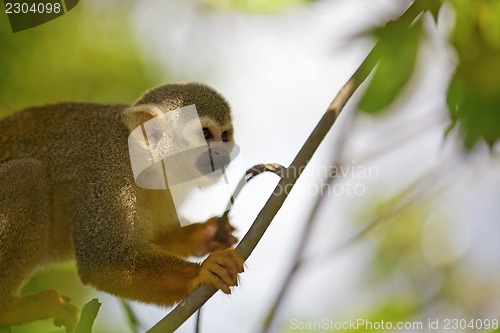 Image of Squirrel Monkey