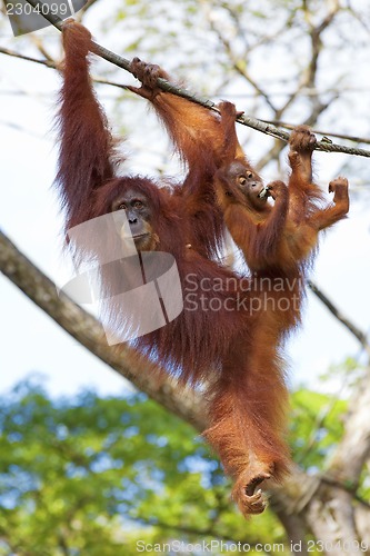 Image of Borneo Orangutan