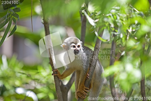 Image of Squirrel Monkey