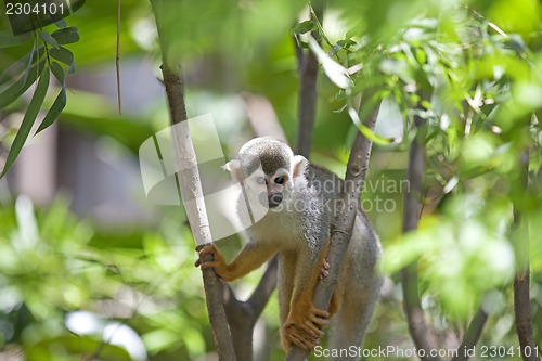 Image of Squirrel Monkey