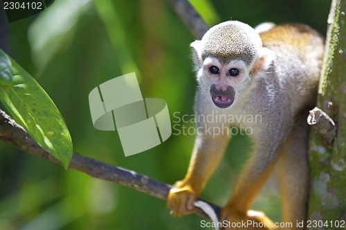 Image of Squirrel Monkey