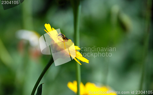 Image of Heriades truncorum bee on a corn marigold