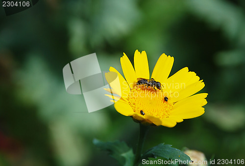 Image of Closeup of a bee on a yellow corn daisy